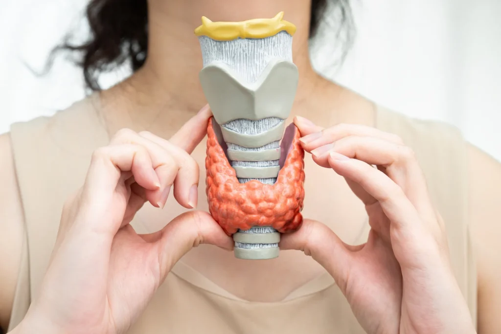 An anatomical model of the thyroid gland held at the throat
